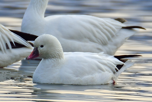 Ross's Goose, photo 9 of 10