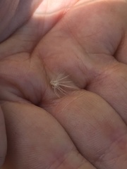 Enneapogon nigricans