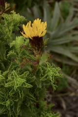 Haplopappus foliosus