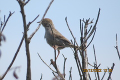 Cisticola fulvicapilla