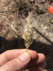 Enneapogon nigricans