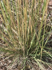 Enneapogon nigricans