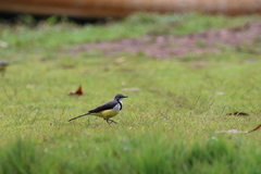 Motacilla flaviventris