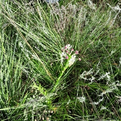 Zaluzianskya microsiphon