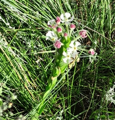 Zaluzianskya microsiphon