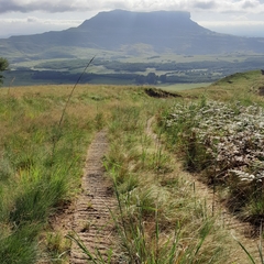 Zaluzianskya microsiphon
