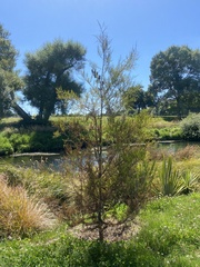 Dacrycarpus dacrydioides