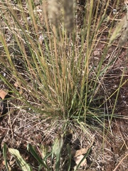 Enneapogon nigricans