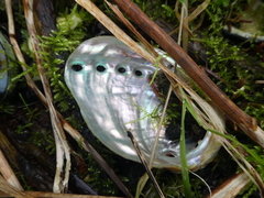 Haliotis kamtschatkana