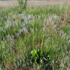 Berkheya rhapontica