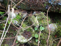 Haliotis kamtschatkana