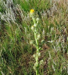 Berkheya rhapontica