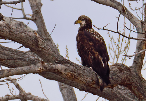 Bald Eagle photographed in New Mexico
