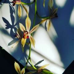 Cymbidium dayanum
