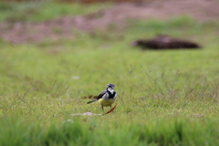 Motacilla flaviventris