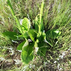 Berkheya rhapontica