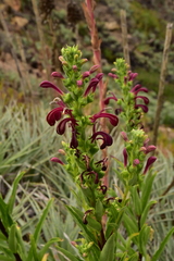 Lobelia polyphylla