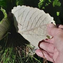 Berkheya rhapontica