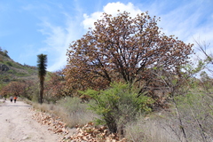 Quercus resinosa