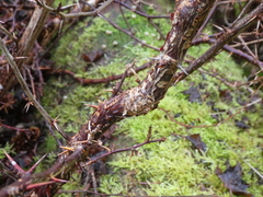 Ribes divaricatum
