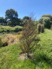 Dacrycarpus dacrydioides