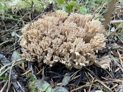Ramaria acrisiccescens