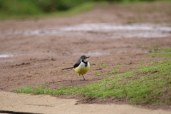 Motacilla flaviventris