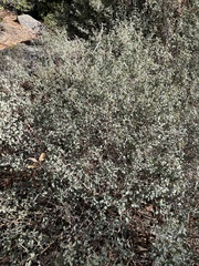 Ceanothus cordulatus