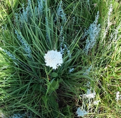 Scabiosa drakensbergensis