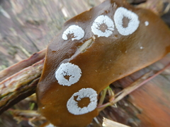 Membranipora membranacea