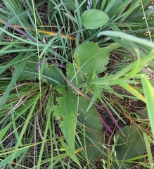 Scabiosa drakensbergensis