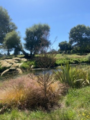 Dacrycarpus dacrydioides