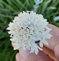 Scabiosa drakensbergensis