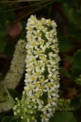 Escallonia pulverulenta