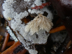 Membranipora membranacea