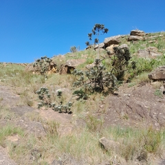 Protea roupelliae roupelliae