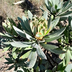 Protea roupelliae roupelliae