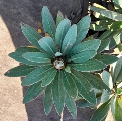 Protea roupelliae roupelliae