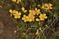 Linum macraei