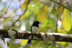 Copsychus albospecularis