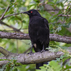Corcorax melanorhamphos