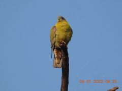 Treron phoenicopterus
