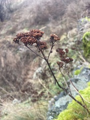 Hylotelephium maximum