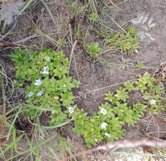 Craterocapsa tarsodes