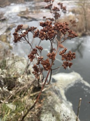 Hylotelephium maximum