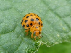 Henosepilachna sumbana