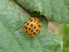 Henosepilachna sumbana