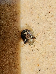Eysarcoris guttigerus