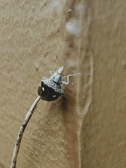 Eysarcoris guttigerus