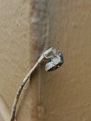 Eysarcoris guttigerus